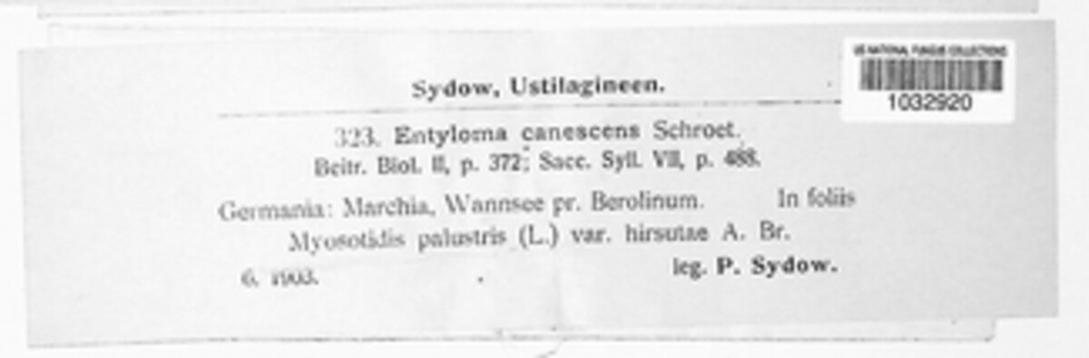 Entyloma fergussonii image